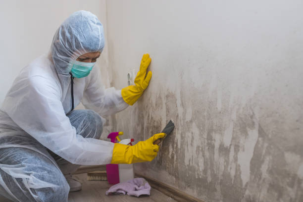 Best Basement Mold Remediation in Floydada, TX