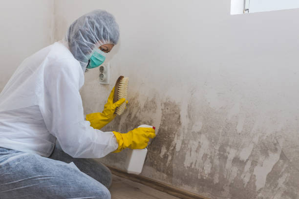 Best DIY Mold Remediation Support Services in Floydada, TX