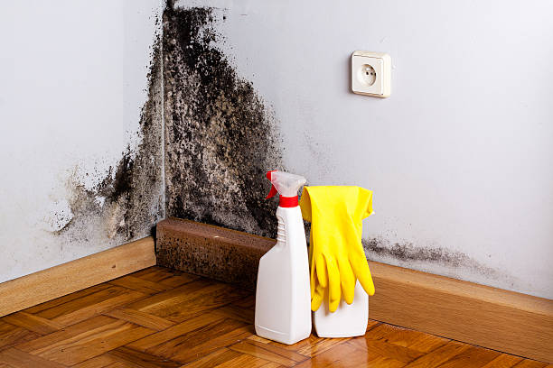 Best Mold Remediation for Schools in Floydada, TX