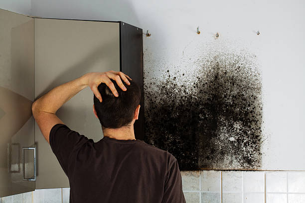 Best Black Mold Remediation in Floydada, TX