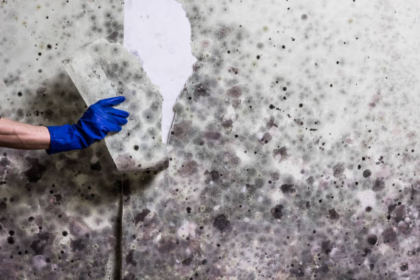 Best Localized Mold Remediation (e.g., coastal areas, humid climates) in Floydada, TX