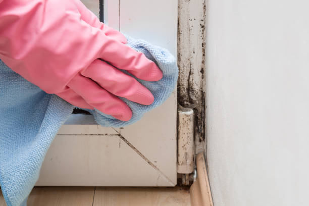 Best Black Mold Remediation in Floydada, TX
